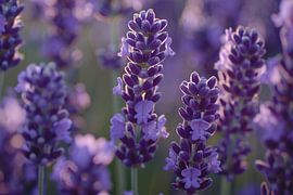 Bezaubernde Lavendelblüten im sanften Abendlicht von Art & Soul Creations