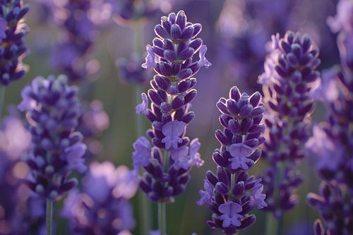 Betoverende lavendelbloemen badend in zacht avondlicht