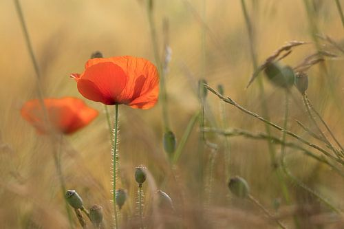 romantic poppies