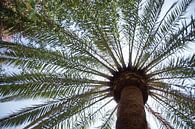 Palm tree by Tom Van Dyck thumbnail