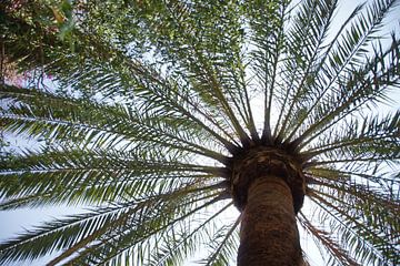 Palmboom op zonnige dag van Tom Van Dyck