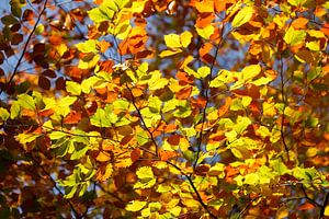 Bunt verfärbtes Herbstlaub an an einer Buche
