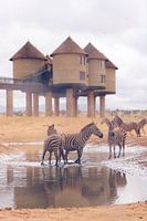 Zebra's in waterpoel