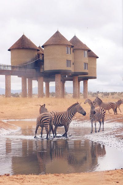 Zebra's in waterpoel van Cinthia Mulders