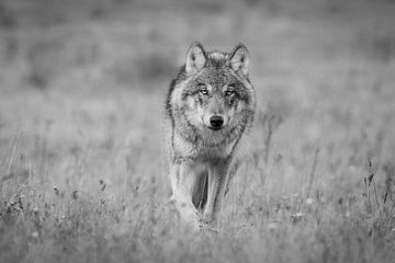 The Wolf in the Netherlands by Menno Schaefer