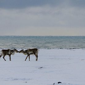 Renne islandaise sur Hans Peter Debets