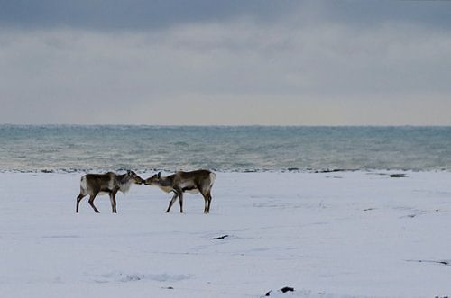IJslandse Rendieren