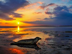 Robbe an der Nordsee im Wattenmeer bei Sonnenuntergang von Animaflora PicsStock