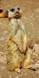 Erdmännchen by Wiltrud Schwantz