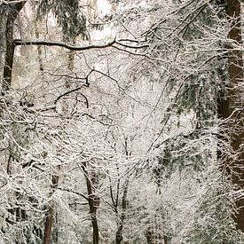 Speulderbos, Gelderland, Bomen, winter, Natuur. van Robin van Maanen