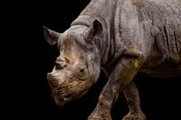 Rhinoceros