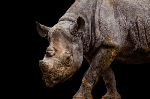 Neushoorn