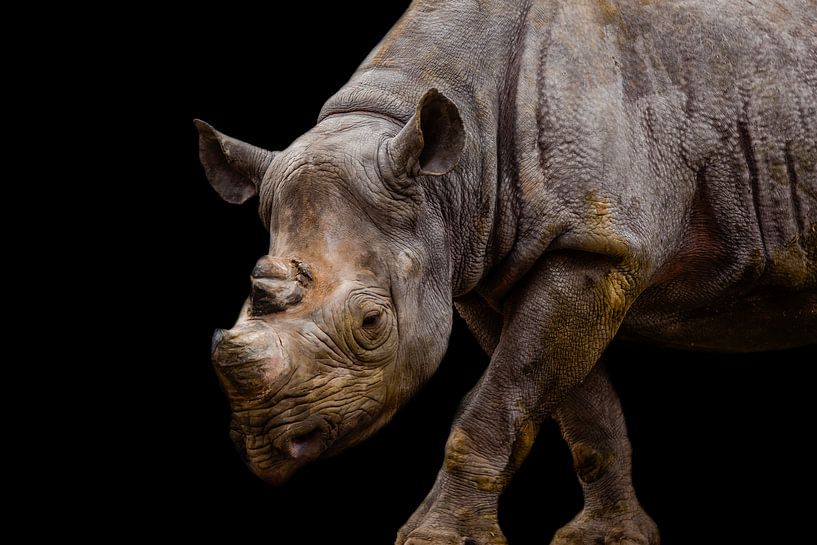 Neushoorn van Roel  van Moorsel