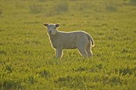 Lammetje in avondzon van Marjan Kooistra thumbnail