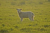 Lammetje in avondzon