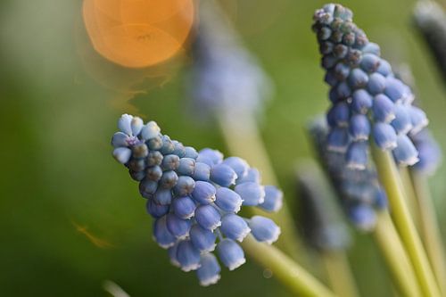 Muscari, blauwe druif met bokeh