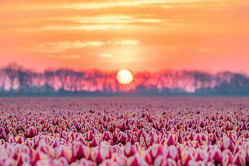 Tulpen am Morgen von Chris van Es