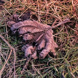 Verwelkte Blätter im Frost gefangen von Idema Media