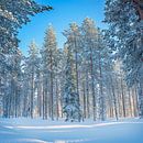 Laat zonlicht achter de hoge, besneeuwde dennenbomen, Finland van Rietje Bulthuis thumbnail
