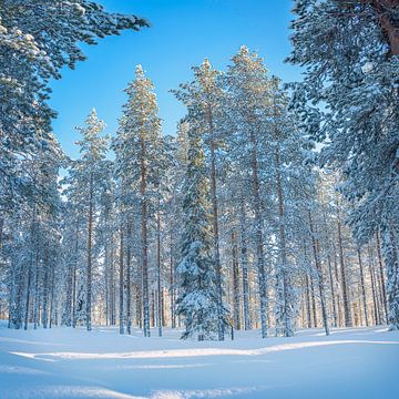 Lassen Sie das Sonnenlicht hinter den hohen, schneebedeckten Kiefern zurück, Finnland