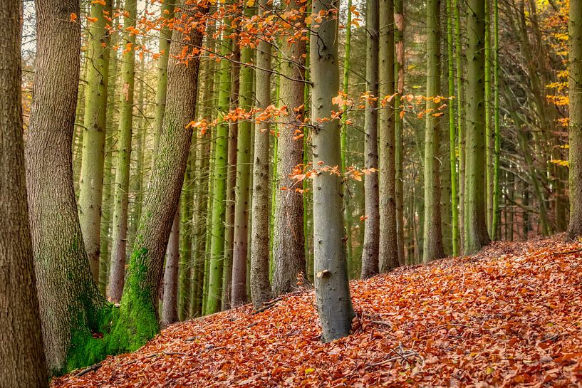 Herbstlicher Mischwald mit einer Buche von Katho Menden