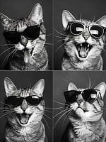 Photobooth Cat