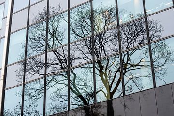 boom in spiegelglas van Werner Lerooy