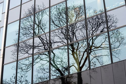 tree in mirror glass