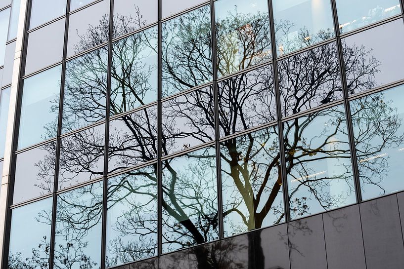 tree in mirror glass by Werner Lerooy