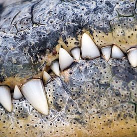 Crocodile mouth by Veronique Kriesch