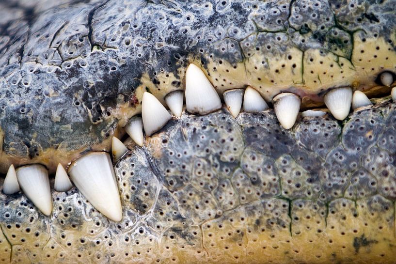 Krokodilmaul von Veronique Kriesch