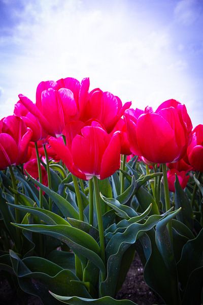 Pink tulips by Lisette van Leeuwen
