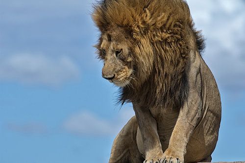 Mannetjes leeuw op de Ngongkopjes van de Serengeti, Tanzania.