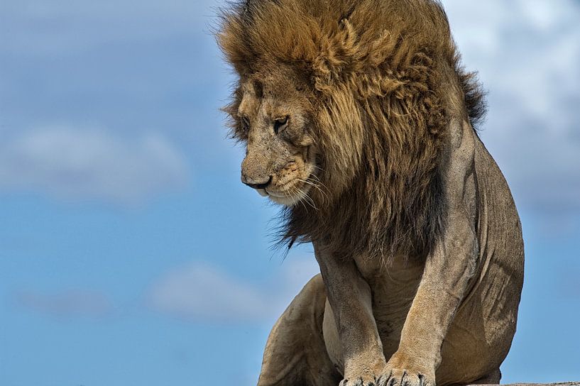 Lion mâle sur les Ngongkopjes du Serengeti, Tanzanie. par Louis en Astrid Drent Fotografie