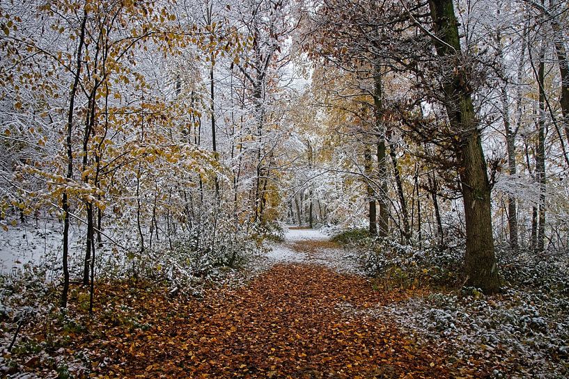 A touch of winter in the Eyser forest by Rob Boon