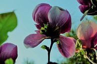 Bloem aan de Tulpenboom 2.3 van Marian Klerx thumbnail