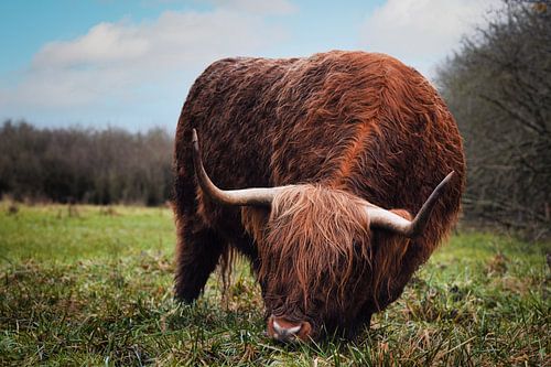Scottish Highlander
