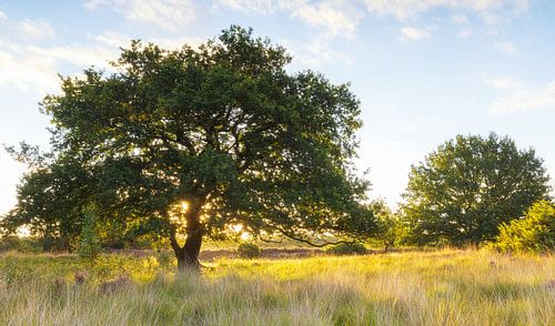Zonsopkomst Mantingerveld (Mantingerzand) Nederland