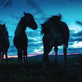 Paarden op IJsland in de schemering van Tom Rijpert
