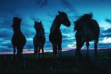 Paarden op IJsland in de schemering van Tom Rijpert