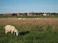 Weidende Schafe Ameland Nes
