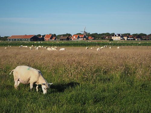 Grazende schaap Ameland Nes