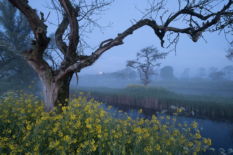 Ode to the tree by Moetwil en van Dijk - Fotografie