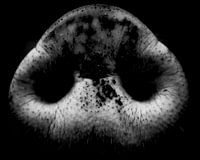 A Pig's Nose