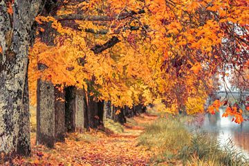 Sentier d'automne sur Lars van de Goor