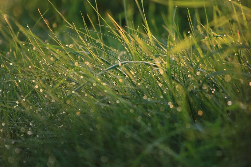 Gras by Monique Struijs