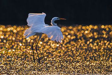 Grande aigrette (Ardea alba) sur Beschermingswerk voor aan uw muur