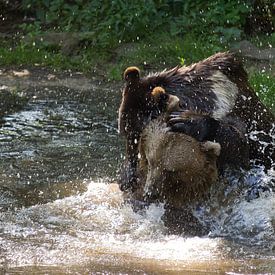 Brown bears von Judith van der Graaf