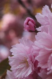 blühen von Paulien Hemelaar