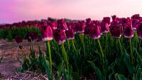 Close-up of pink tulips in a bulb field